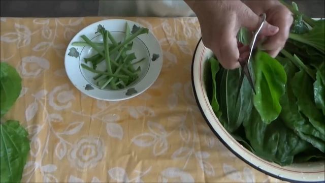 Заготовка подорожника на целый год. ПОДОРОЖНИК наше всё смотреть онлайн
