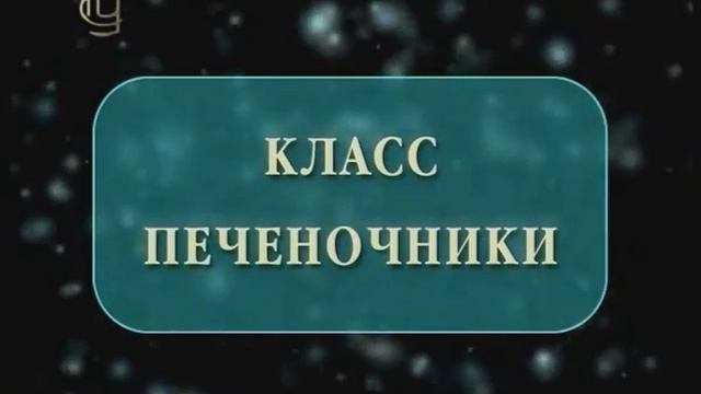 Отдел моховидные. Разнообразие моховидных. Класс печеночники