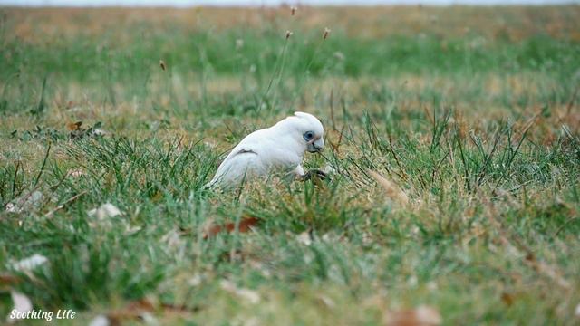 👉Лучшая музыка всех времен! Вы должны слушать один раз! Музыка лечит сердце! Sergei Grischuk! ❤️#3 смотреть онлайн