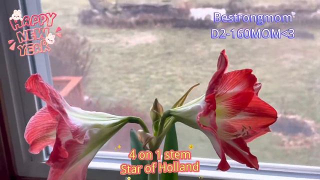 Beautiful Blooming on Happy Chinese New year-Amaryllis and Thanksgiving Cactus. Life Video Recordin смотреть онлайн