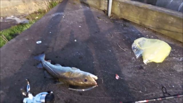 Sandefjord - Norway. Torsk fisk. Fishing in Norway. смотреть онлайн