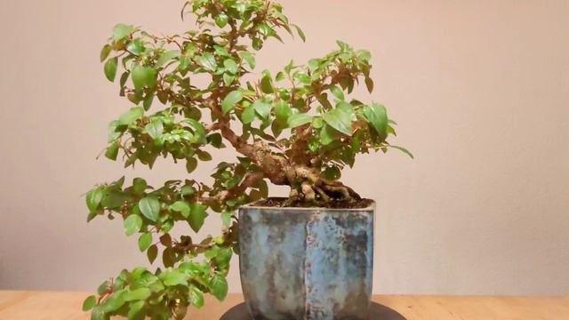 Bonsai Fuchsia смотреть онлайн