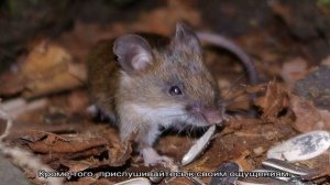 К чему снятся мыши?