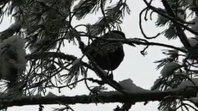 Nötkråka - Nucifraga caryocatactes 2/3 смотреть онлайн