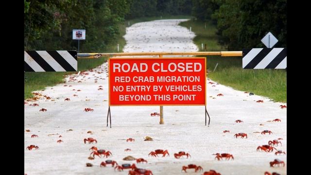 LJ150402 331 masterok Крабы острова Рождества смотреть онлайн