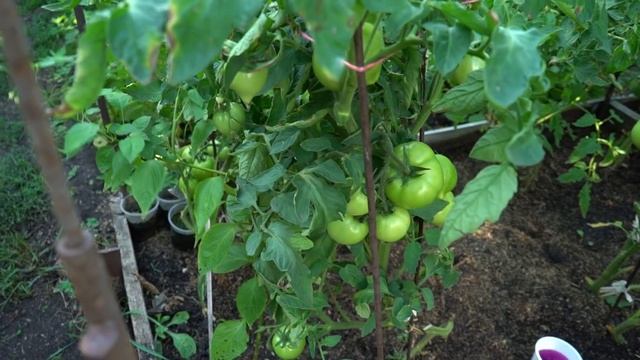 ПОМИДОРОВ БУДЕТ БОЛЬШЕ, ЕСЛИ ОБРЕЗАТЬ ЭТИ ЛИСТЬЯ смотреть онлайн