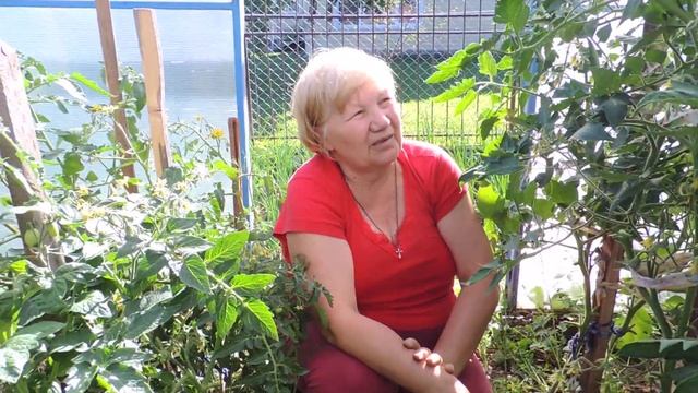 Томаты в теплице: убираем ботву и пасынки смотреть онлайн