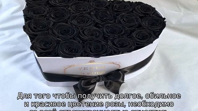 Цветок черная роза смотреть онлайн