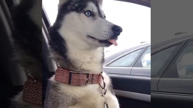 Собака показывает язык!!!!)))))))))) смотреть онлайн