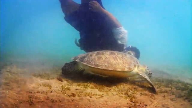 Swimming with turtle in the Red Sea. Снорклинг с черепахами в Красном море. смотреть онлайн