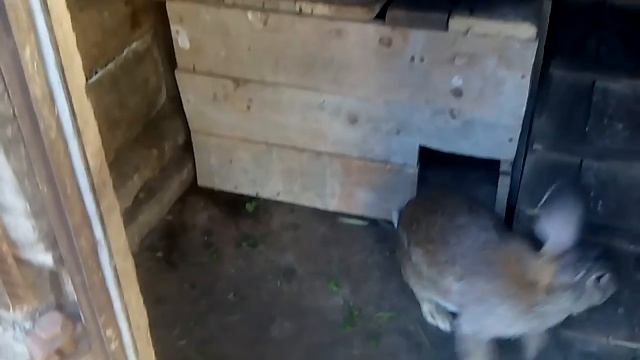 Крольчихи ищут место для гнезда смотреть онлайн