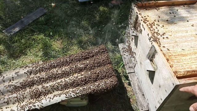 Не допускаю роения семьи . смотреть онлайн