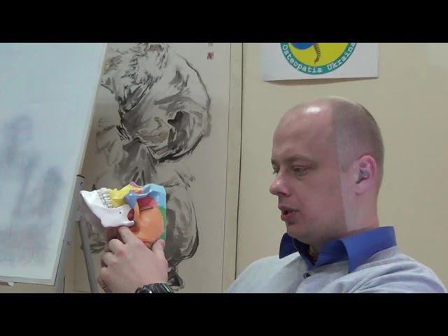 Семинар Краниосакральная терапия 3 ЧЕРЕПНО-МОЗГОВЫЕ НЕРВЫ КСТ3_11 смотреть онлайн