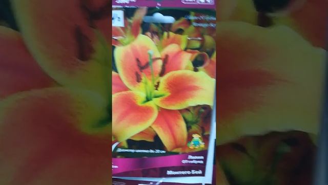 Где купить лилии смотреть онлайн