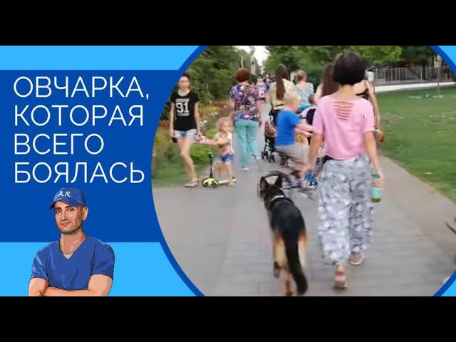 Как сейчас овчарка Герда,которая всего боялась смотреть онлайн