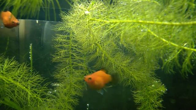 Пецилия дисковая, Пецилия редиска (Xiphophorus maculatus var.) смотреть онлайн