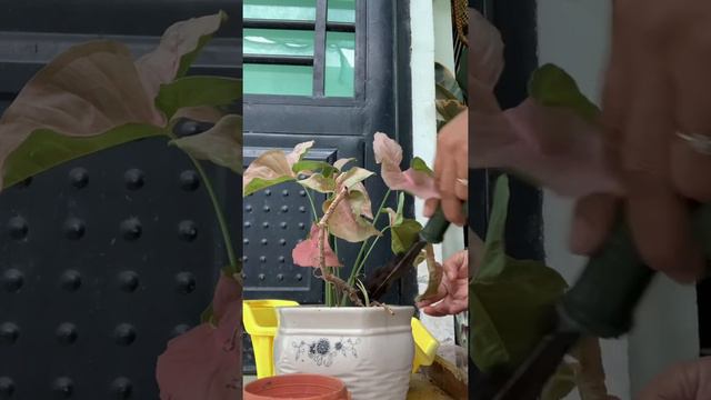 How to propagate and care Syngonium pink. #indoorplants смотреть онлайн