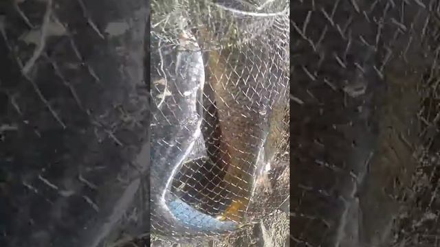 Река Уссури .Новотроицкое .рыба не клюет но ловится . Лещ черный . смотреть онлайн