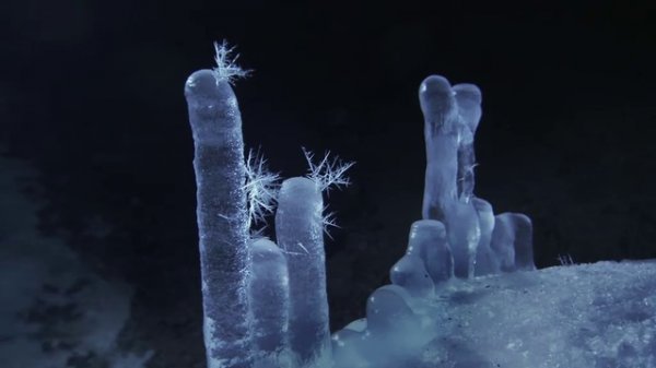 The Moonlight Whisper - Silver Needles