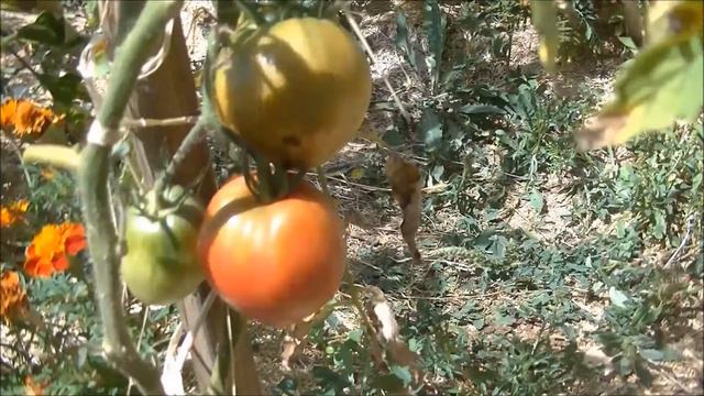 🍅TOMATE : Cuor Di Bue🍅