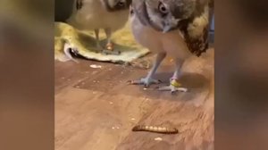 Подпишись на удачу! Одно слово - животные!?