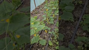 #Огурцы в балагане