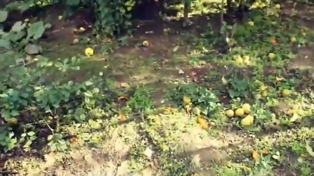 Слепые живут на ощупь. БРОДСКИЙ смотреть онлайн