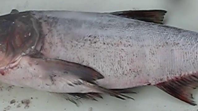 Китайская минимойка и толстолоб