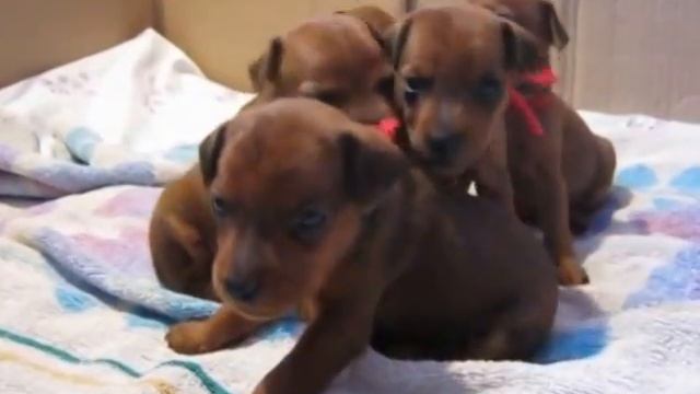 Щенки цвергпинчера /карликовый пинчер/ 3.5 недели - 3! смотреть онлайн