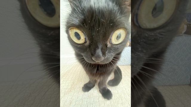 Сына назову Роналдо ( speed up) смотреть онлайн