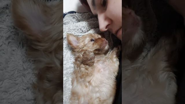 Ми-ми-ми смотреть онлайн