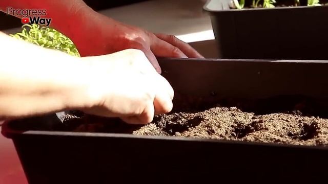 Я РЕАЛЬНО Офигел! ЗА 1 ДЕНЬ у Томатов и Перца Стебель Толще ПАЛЬЦА! Поливаю Вот Таким Настоем!