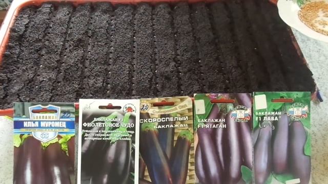 МОЙ ПОСЕВ БАКЛАЖАНОВ. Ольга Чернова. смотреть онлайн