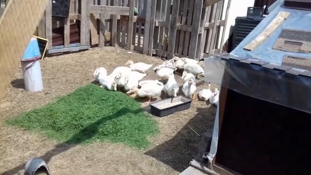 Муларды в 1 месяц - взвешиваем, делаем выводы смотреть онлайн