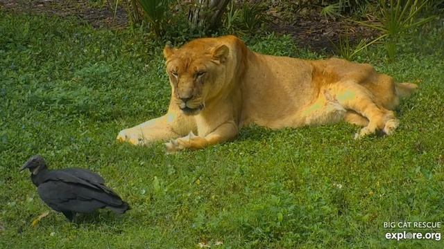 Get off my lawn! Nikita lioness at Big Cat Rescue. смотреть онлайн