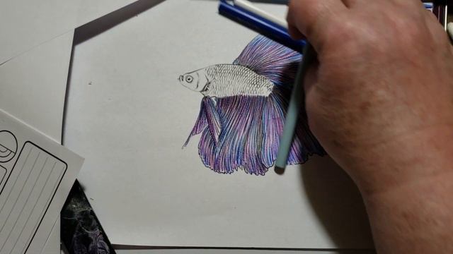 How To Color A Dahlia Purple Betta Fish смотреть онлайн