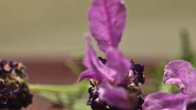 Baroque Lavender смотреть онлайн