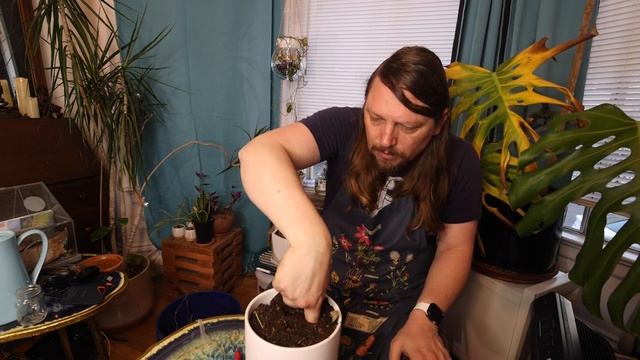 Brutally Honest Plant Care: Propagating Silver Pothos aka Scindapsus Pictus 'Argyraeus' - смотреть онлайн