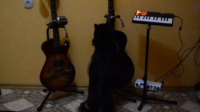 КОТ ИГРАЕТ НА ГИТАРЕ смотреть онлайн