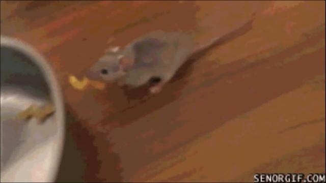 Храбрый кот Васька-сказка в стихах смотреть онлайн