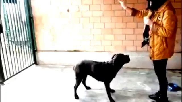 Джесси Тбилиси ?? Грузия Приют Тамаза Элизбарашвили ? ? ? ? Paypal : Elizbarashvilidog@yahoo.com смотреть онлайн