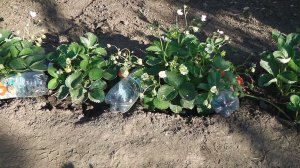 КАК  ИЗБАВИТЬСЯ ОТ МУРАВЬЕВ  НА КЛУБНИКЕ ЭФФЕКТИВНОЕ  СРЕДСТВО