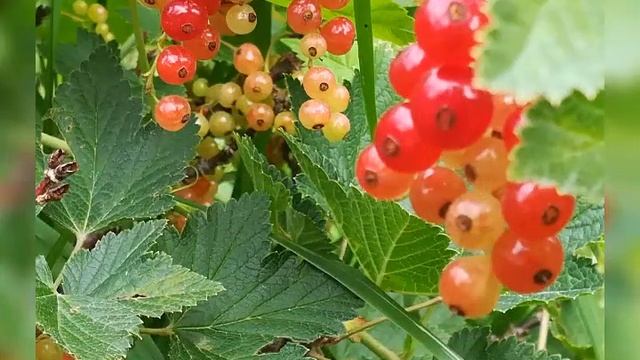 Слайд -видео???️Природа нашего края??? смотреть онлайн