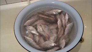 Классический рецепт посола тарани в домашних условиях. Тарань выловлена  #ЕйскийЛиман