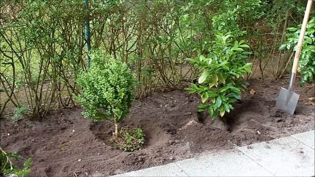 Buchsbaum schneiden | Buchsbaum düngen | Buchsbaum Buxus sempervirens einpflanzen - NewWonder555 смотреть онлайн