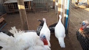 ИНДЮКИ СОДЕРЖАНИЕ И РАЗВЕДЕНИЕ В ДОМАШНИХ УСЛОВИЯХ