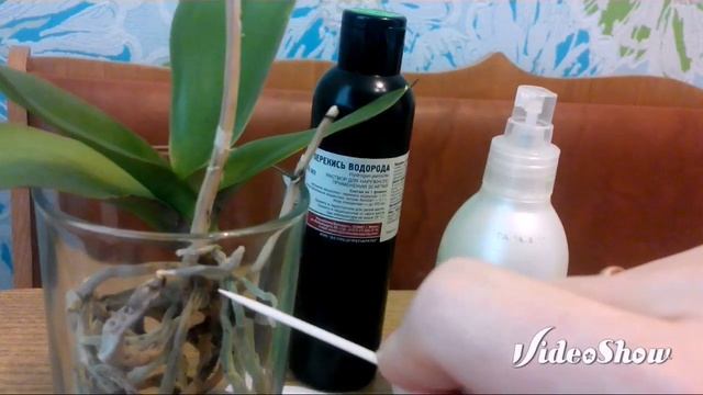 Орхидея в воде-бедняжка или счастливица? смотреть онлайн