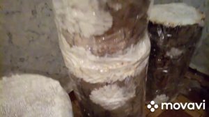 Выращивание вёшенки на пнях. Лучший способ 100%