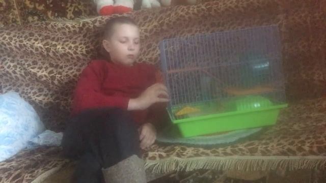 как приручить хомяка к туалету смотреть онлайн