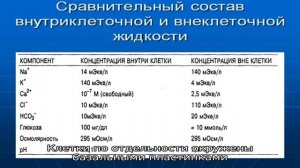 Что такое юкстагломерулярный аппарат почек?